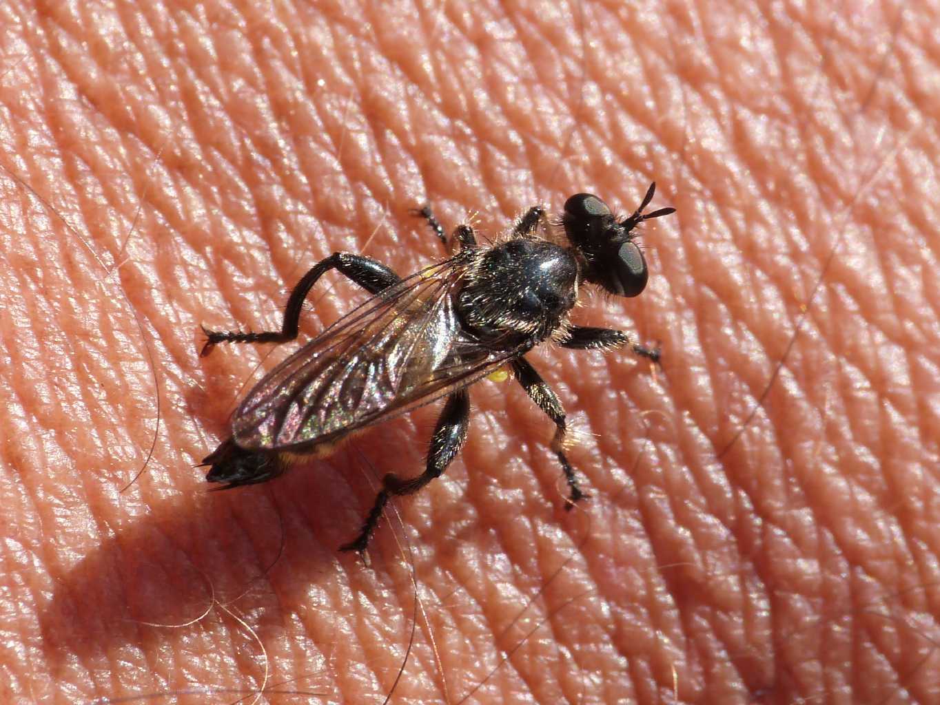 Choerades sp.